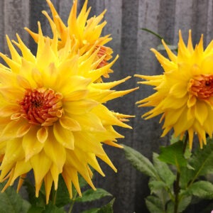 Dahlia Penhill Autumn Shade