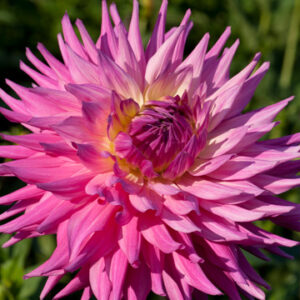 Dahlia Pink Jupiter