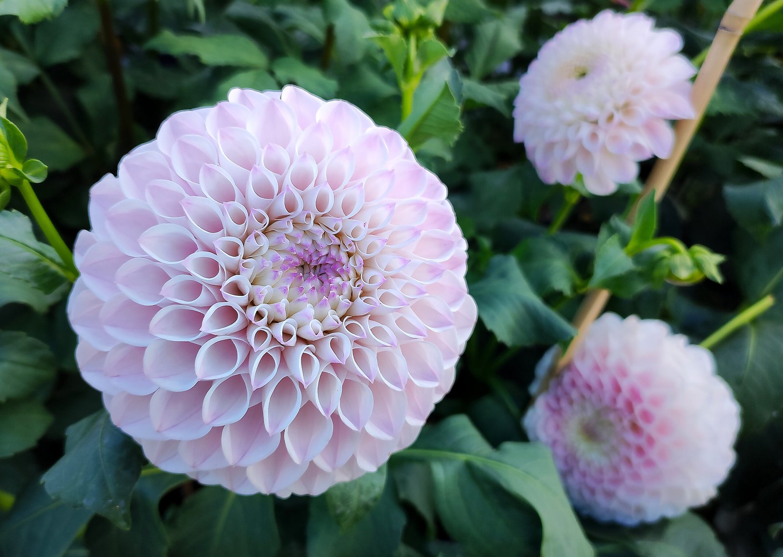 Dahlia Pink Pearl - Image 2