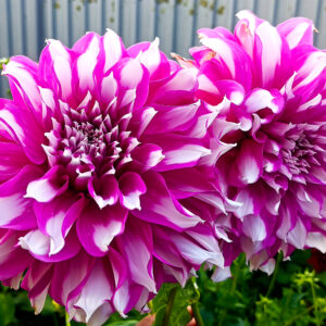 Dahlia Radegast