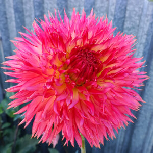 Dahlia Riverlea Tropicana