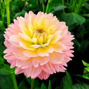 Dahlia Rosemary Webb