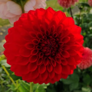 Dahlia Rossendale Heidi