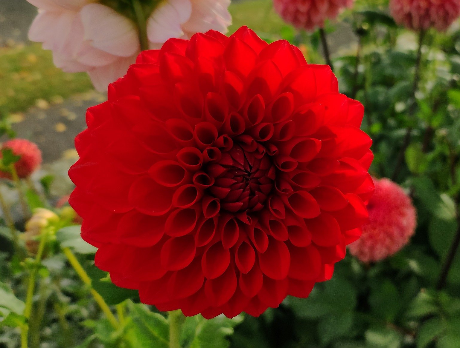 Dahlia Rossendale Heidi