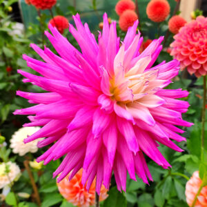 Dahlia Ruskin Andrea