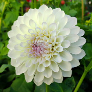 Dahlia Ryecroft Brenda T