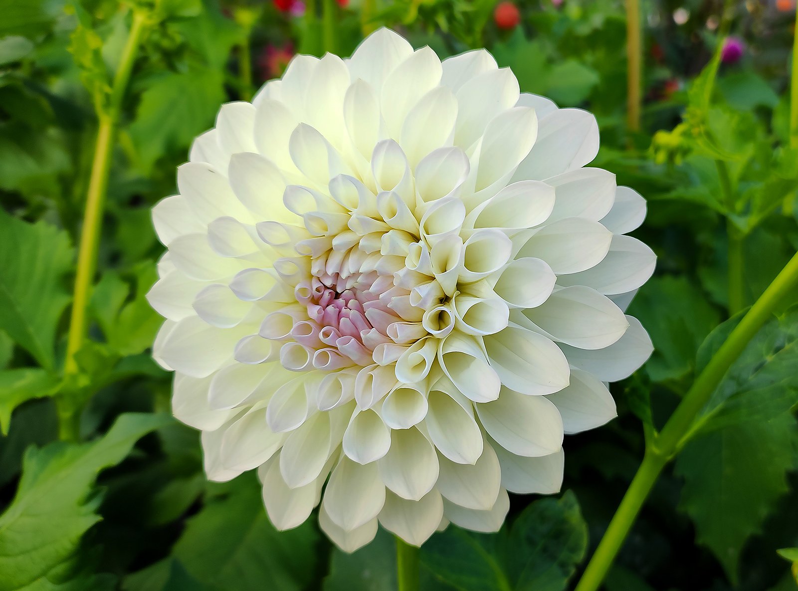 Dahlia Ryecroft Brenda T