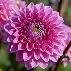 Dahlia Sandra aka Pink Sylvia