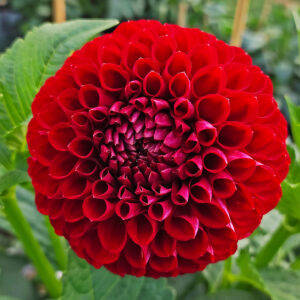 Dahlia Sheval Megan