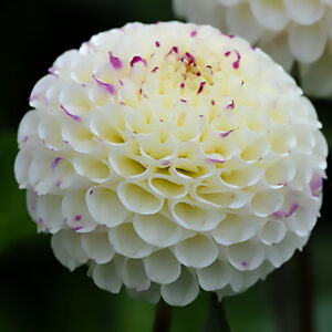 Dahlia Small World