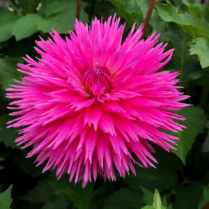 Dahlia Summerhouse Garden Elsie