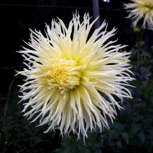 Dahlia Summerhouse Garden Lois