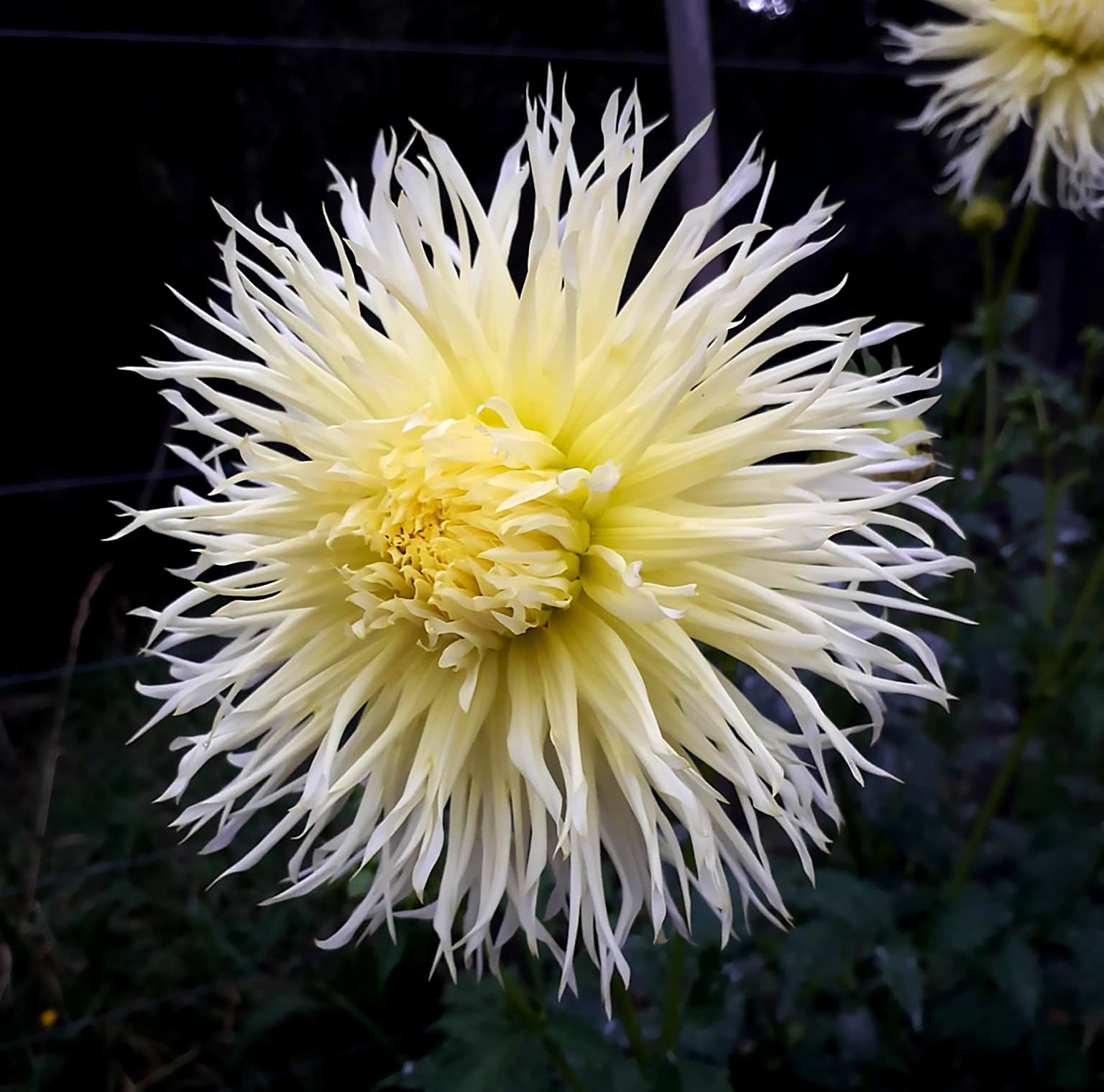 Dahlia Summerhouse Garden Lois