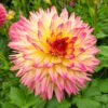Dahlia Sune Victoria