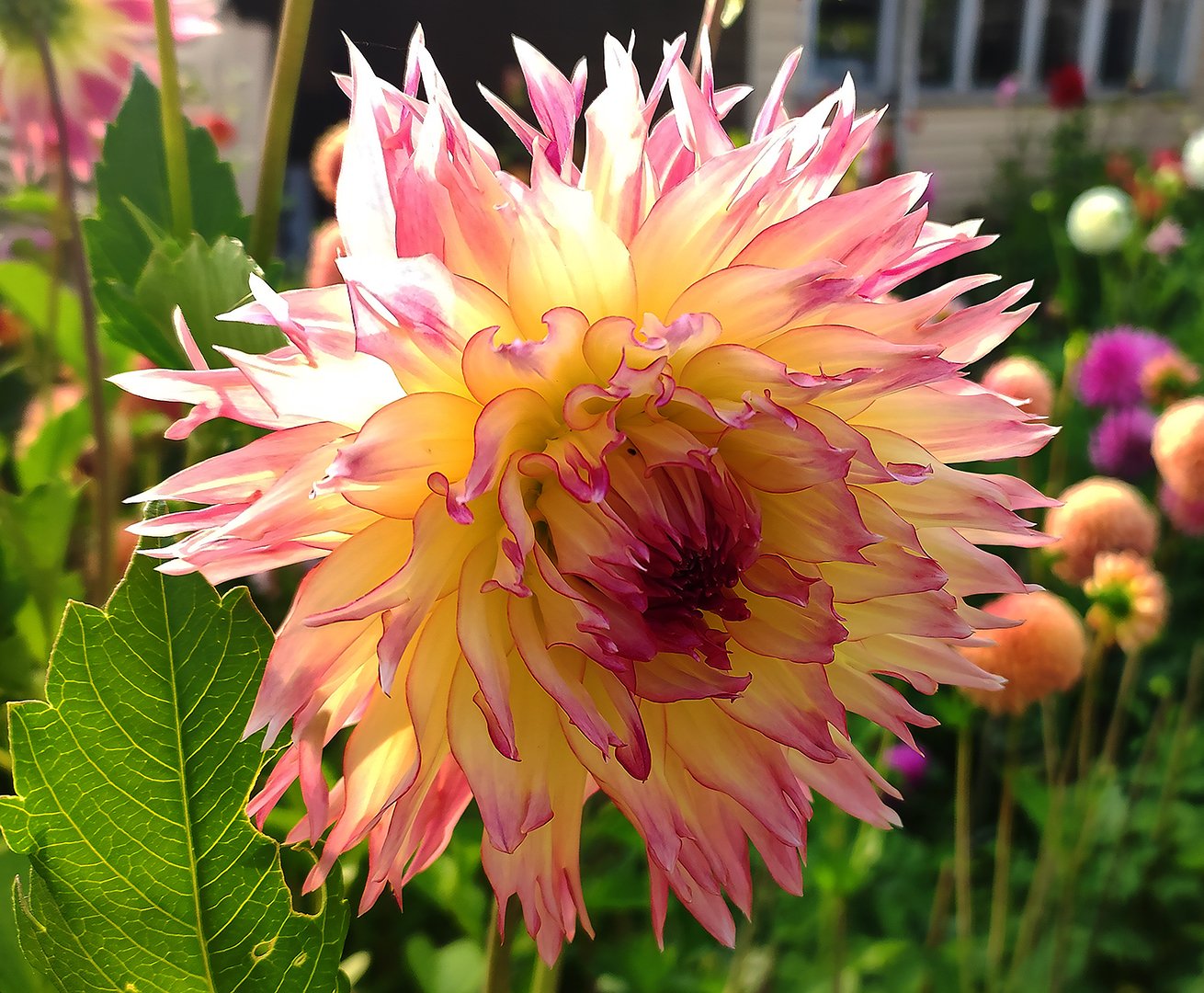 Dahlia Sune Victoria - Image 3