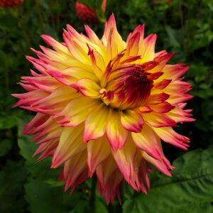 Dahlia Sune Victoria