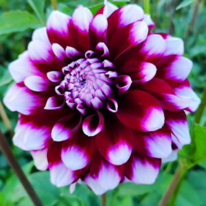 Dahlia Tomo