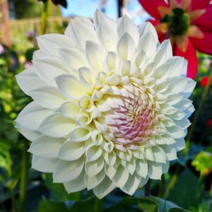Dahlia Tracey Diane