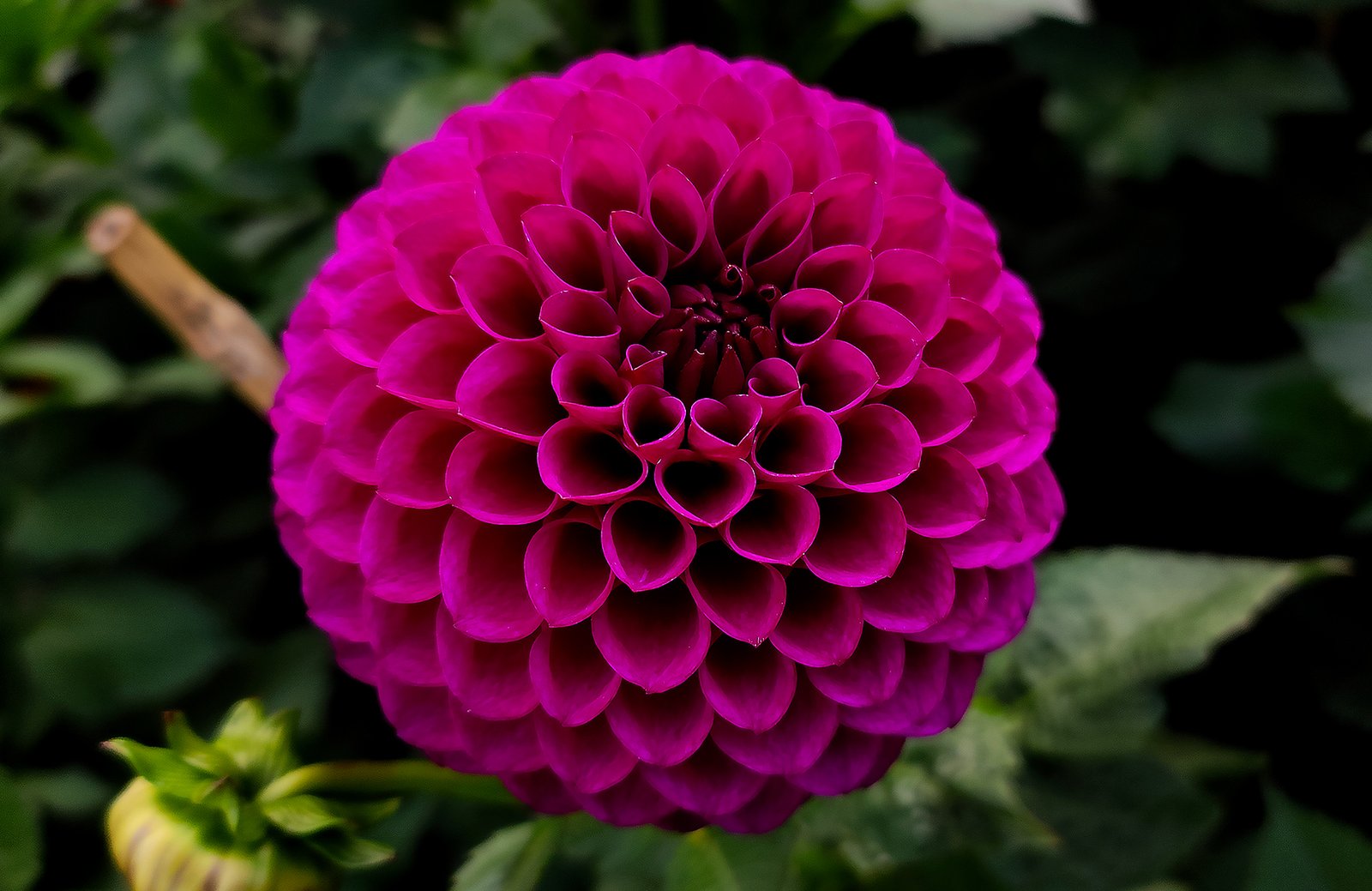 Dahlia Twilight Boy - Image 2