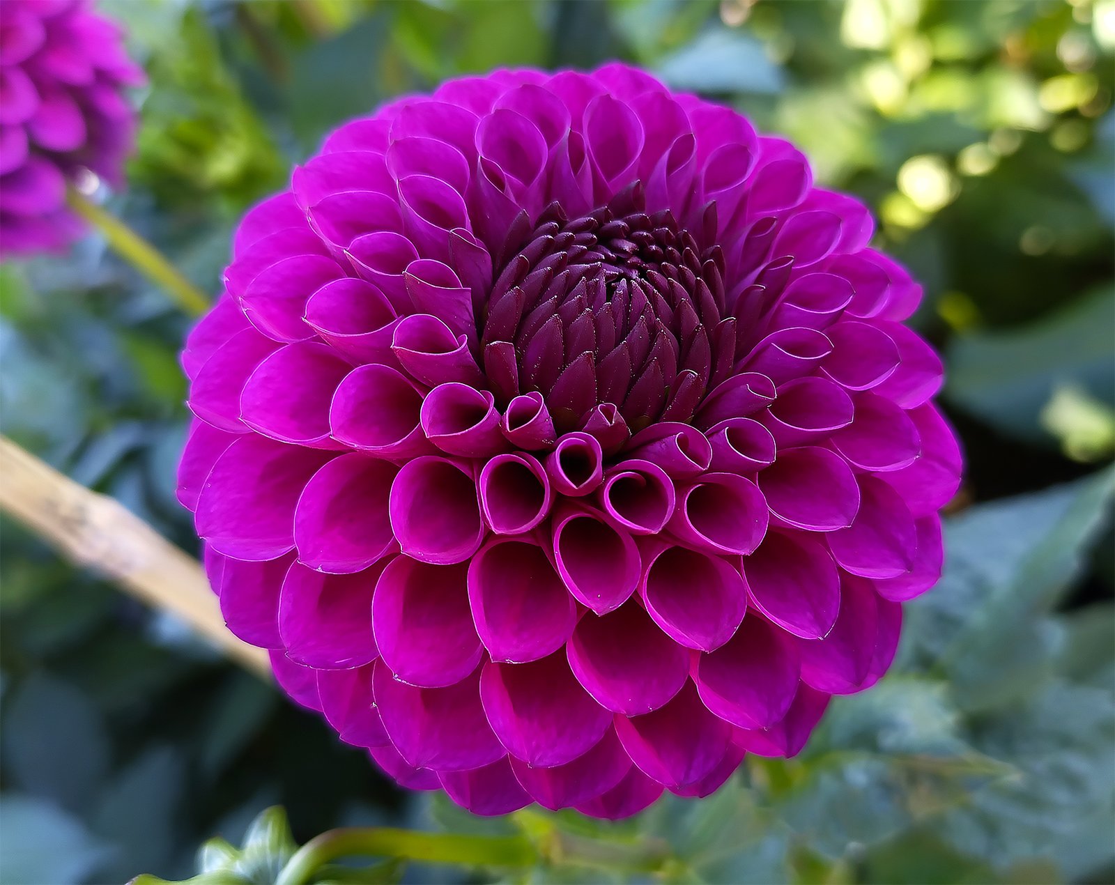 Dahlia Twilight Boy