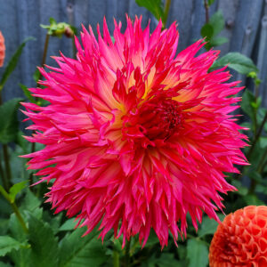 Dahlia Umpqua Magic