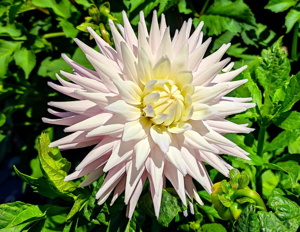 Dahlia Val’s Candy – dahliasnz.com