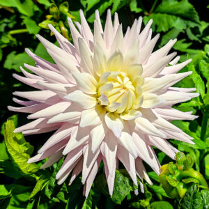 Dahlia Val's Candy