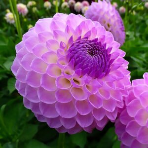 Dahlia Westerton Ella Grace