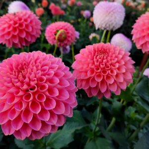 Alternative view of Dahlia Westerton Pearl