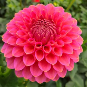 Dahlia Westerton Pearl