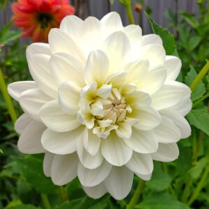 Dahlia White Ballerina