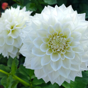 Dahlia White Charlie Two