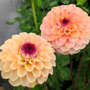 Alternative view of Dahlia Wine Eyed Jill