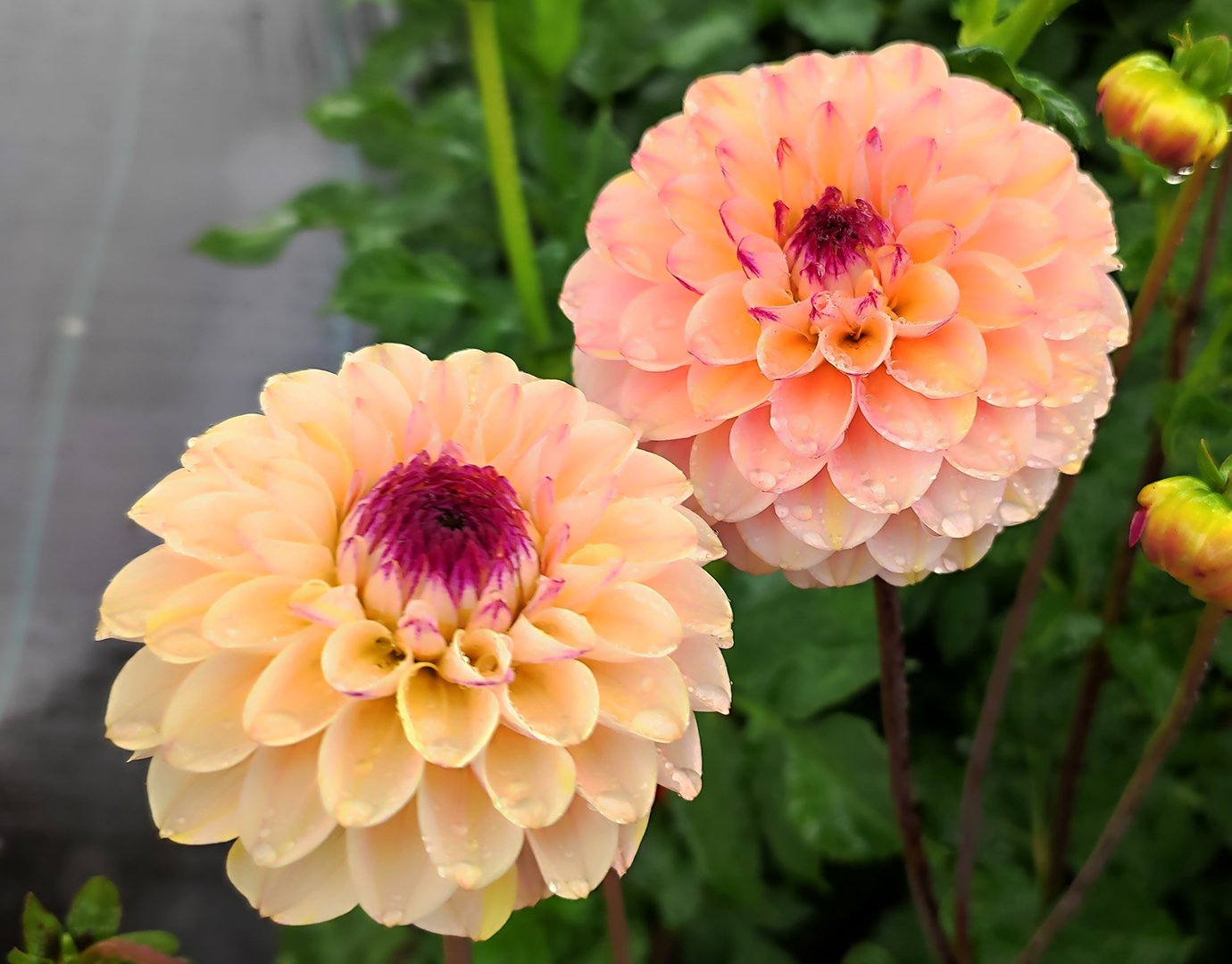 Dahlia Wine Eyed Jill - Image 2