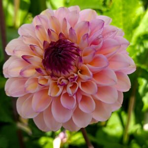 Dahlia Wine Eyed Jill