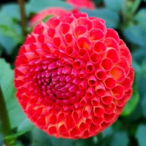 Dahlia Winkie Lambrusco
