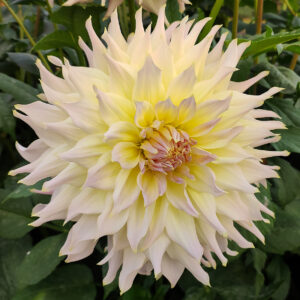 Dahlia Wyn's Farmer John