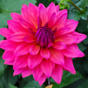 Dahlia Feline Yvonne