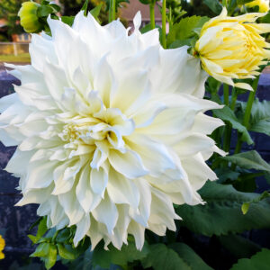 Dahlia Fleurel