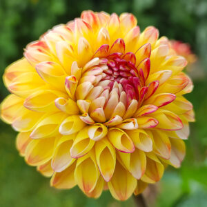 Dahlia Hollyhill Calico