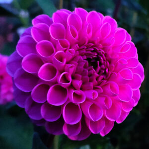 Dahlia Heather