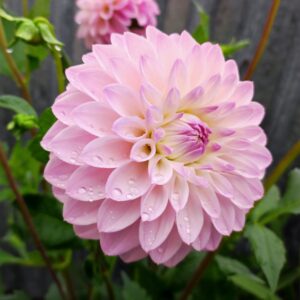 Dahlia Rural Rebecca
