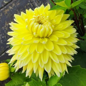 Dahlia Bilbao