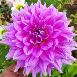 Dahlia Clanrye Supreme