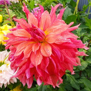 Dahlia Barbara B