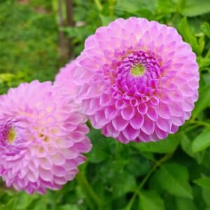 Alternative view of Dahlia Westerton Ella Grace