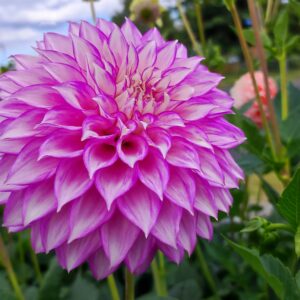 Dahlia Clearview Debby