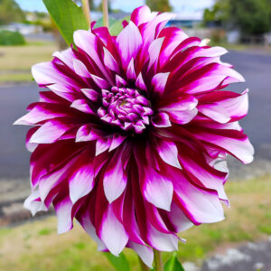 Dahlia Dwee Doo aka Deuil du Roi Albert