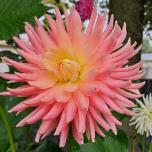 Dahlia Amanda's Tui