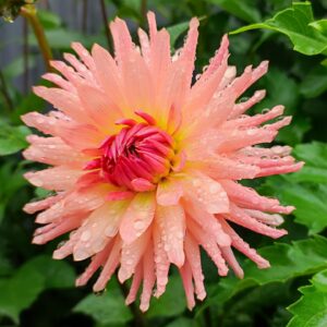 Dahlia Preference